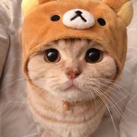 ken.zou25