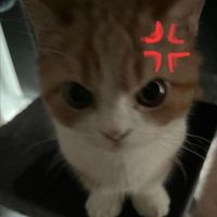 n_y074