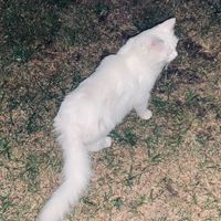 catgotyourtoung
