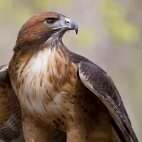 original sound - modysyer