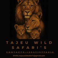 tajeuwildsafarisadventur