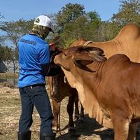 cbsbrahmansfarm