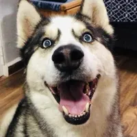 original sound - silverhussky