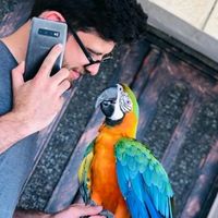 الصوت الأصلي