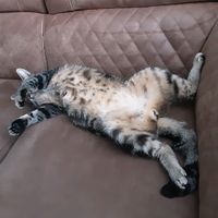 boelly.de.kat