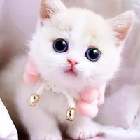 original sound - 7cutepets