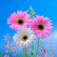 မူရင်းအသံ - 🇨🇵💜ယှင်မူးဏင် ဆ်ုသာယူ💜🇨🇵
