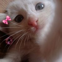 suara asli