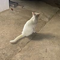 nhạc nền - Bèn bẹp 🐁
