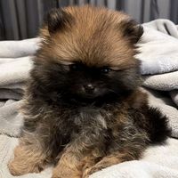 brunothepomeranian.tv