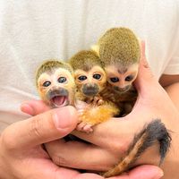 saiden_exoticanimals