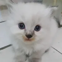 original sound - d3_fhyy