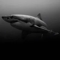 original sound - lilvanlesebaba