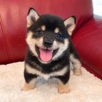 オリジナル楽曲 - 豆柴 彗翔庵【すいしょうあん】