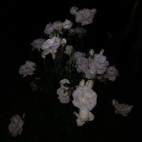 songlike32