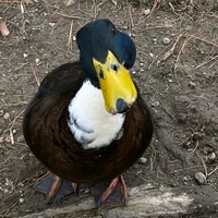 Gada Waktu X Jadi Jamur by Dinar Chiki