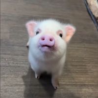 nhạc nền - Ngọc kute👩‍❤️‍👨