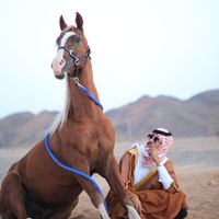 abodi.horse_