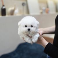 dreamdog.family