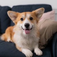 オリジナル楽曲 - なんかの公式