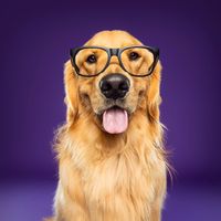goldenretrieveroakleyy