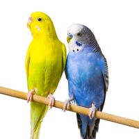 original sound - vinson son