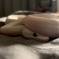 sophia03065