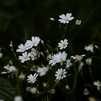 tuba_848