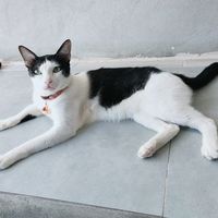 เสียงต้นฉบับ - แมวตัวนี้ชื่อโชคครับ