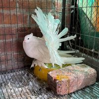 sameerloft