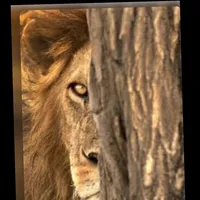 original sound - josk66616