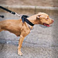 koraa_apbt