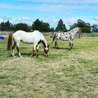 colouredhorses