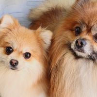 オリジナル楽曲 - reon.kanon