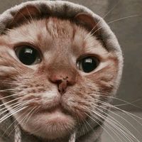 suara asli - dicky nurzaman