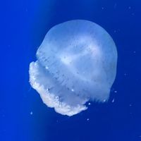 オリジナル楽曲 - C🩵𓂃🫧💭☁️𓈒 𓂂𓏸 (みな)
