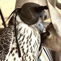 شيلة الغايب اللي