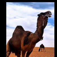 الصوت الأصلي