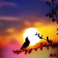 oldbird_29
