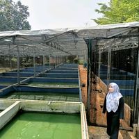 suara asli - TeFa Farm