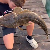 masefishing