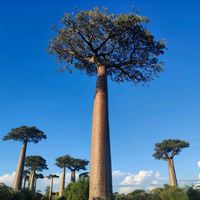 only_hard_work_can_win