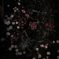 amenochihare_