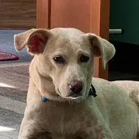 original sound - yanka