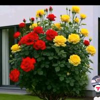 tek_biri_66
