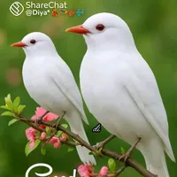 original sound - arvui8082