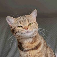 original sound - ae.4v