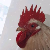 chickensoninst