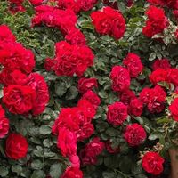 himi_marwat_china