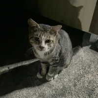 original sound - shop_s_buy